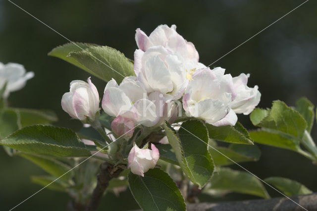 Apple (Malus domesticus)