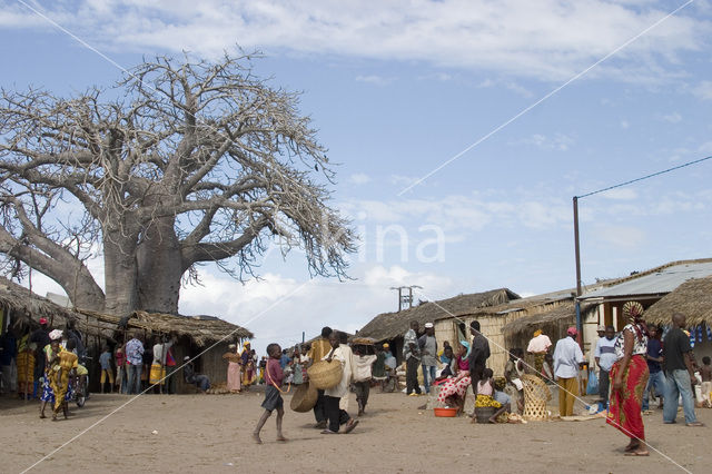 Baobab (Adansonia digitata)