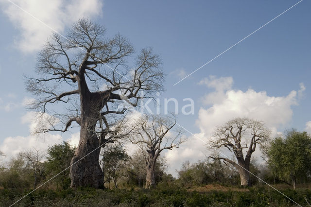 Baobab (Adansonia digitata)