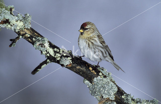 Barmsijs (Carduelis flammea)