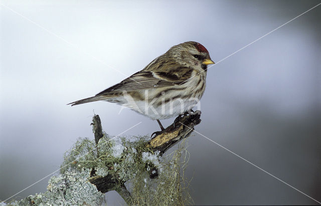 Common Redpoll (Carduelis flammea)