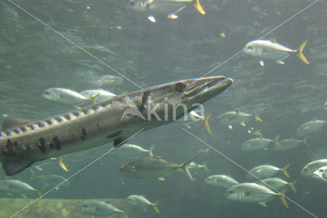 shortjawed barracuda (Sphyraena langsar)