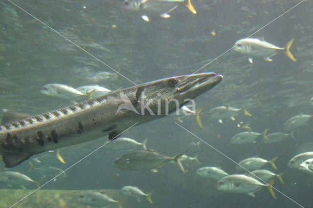 Barracuda (Sphyraena langsar)