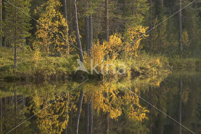 Berk (Betula)