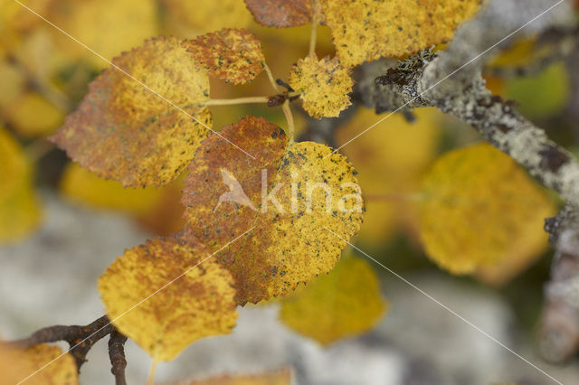 Birch (Betula)