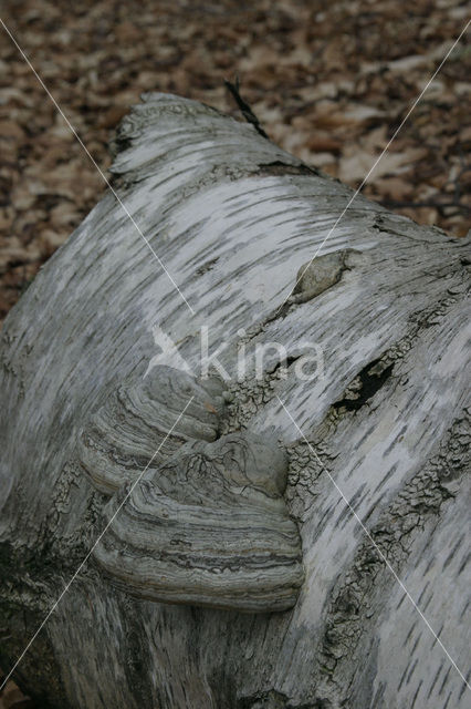Birch polypore (Piptoporus betulinus)