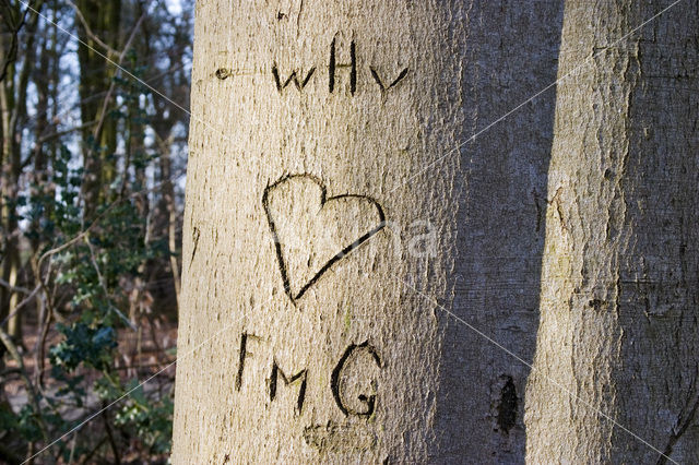 Beuk (Fagus spec.)