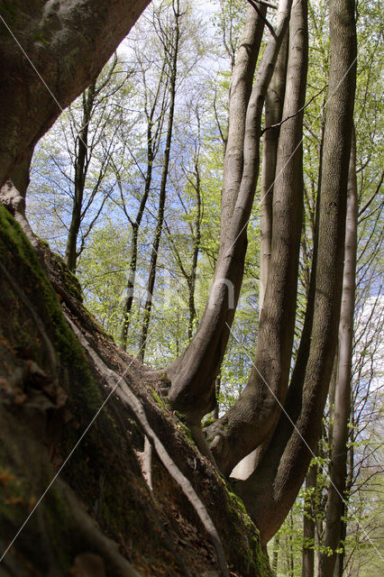 Beech (Fagus spec.)