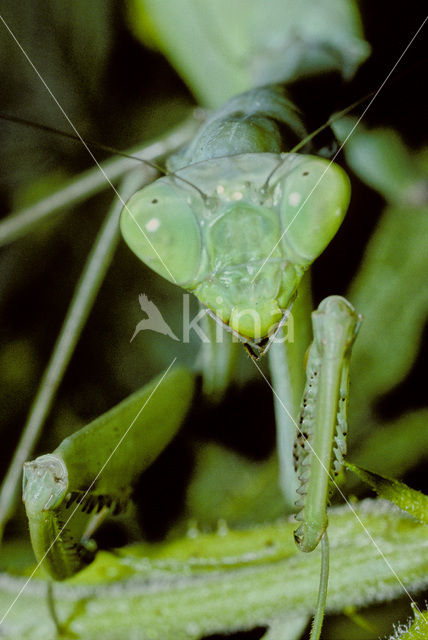 Praying mantis (Mantis sp.)