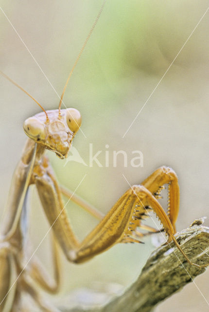 Praying mantis (Mantis sp.)