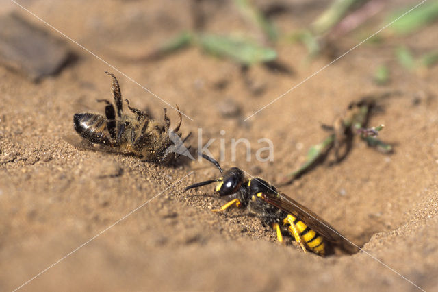 Beewolf (Philanthus triangulum)