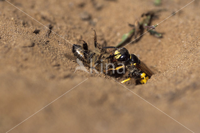 Bijenwolf (Philanthus triangulum)