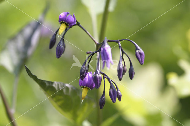 Bitterzoet (Solanum dulcamara)