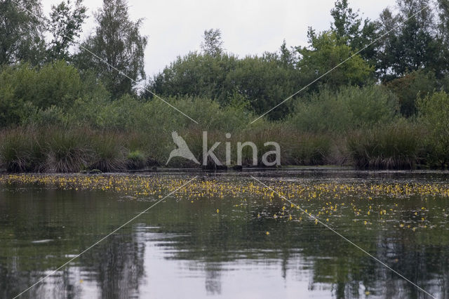 Bladderwort (Utricularia spec.)