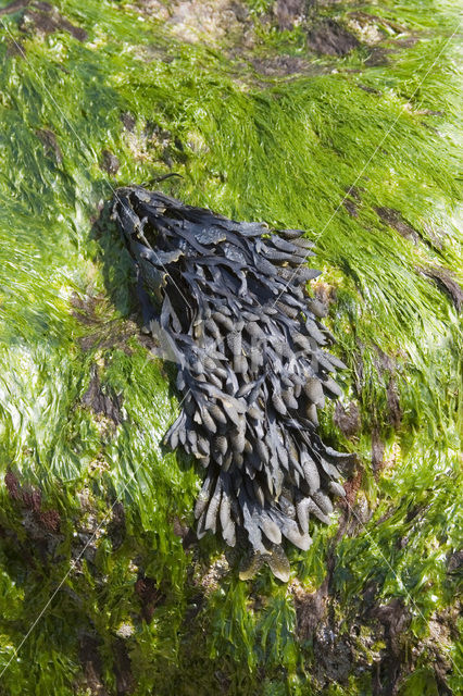 Blaaswier (Fucus vesiculosus)