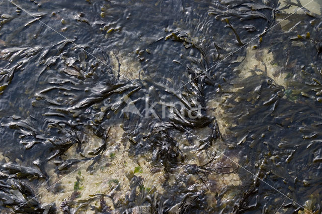 Bladder wrack (Fucus vesiculosus)