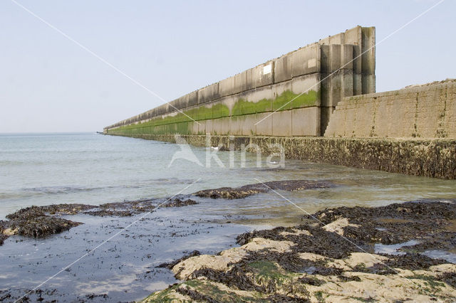 Blaaswier (Fucus vesiculosus)