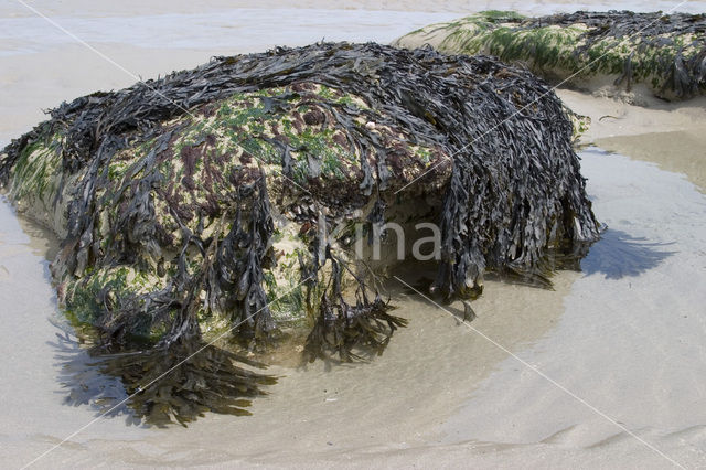 Blaaswier (Fucus vesiculosus)