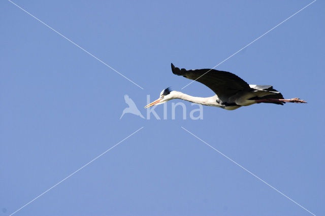 Blauwe Reiger (Ardea cinerea)