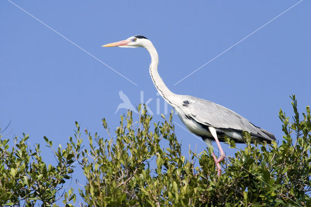 Blauwe Reiger (Ardea cinerea)