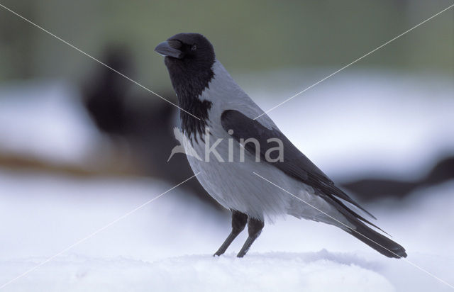 Hooded Crow (Corvus cornix)