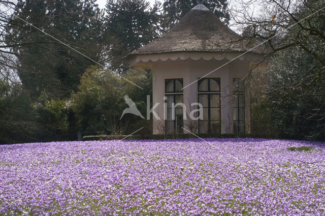 Bonte krokus (Crocus vernus)