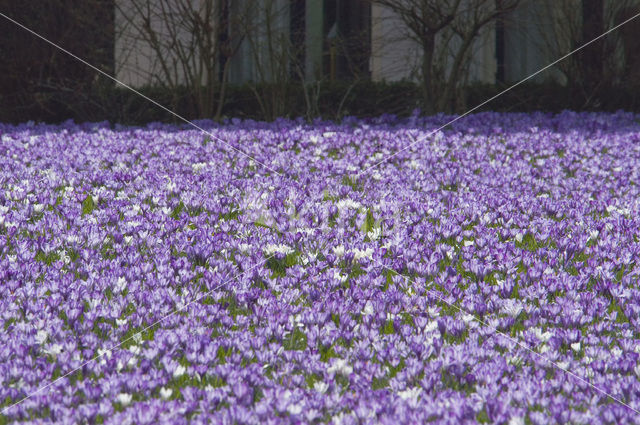 Bonte krokus (Crocus vernus)