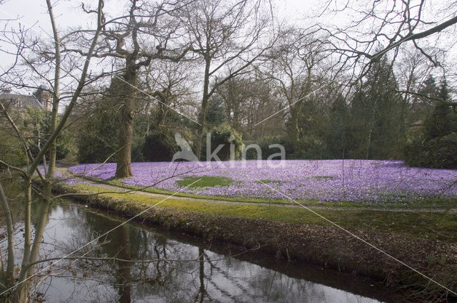 Bonte krokus (Crocus vernus)