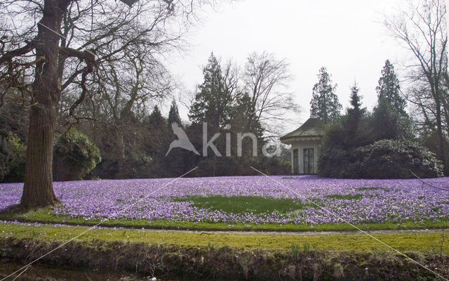 Bonte krokus (Crocus vernus)