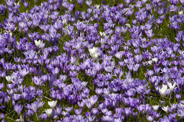 Bonte krokus (Crocus vernus)