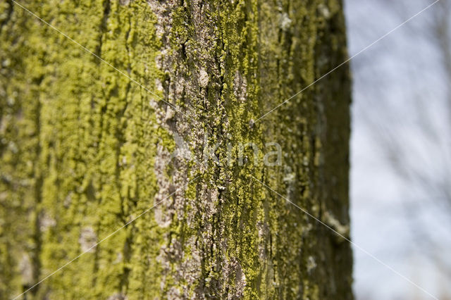 green algae (Chlorophyta)