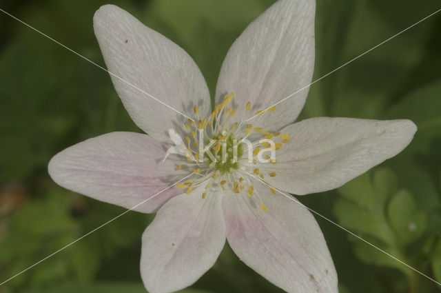 Wood Anemone (Anemone nemorosa)