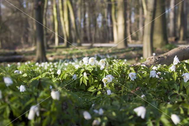 Bosanemoon (Anemone nemorosa)