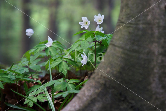 Bosanemoon (Anemone nemorosa)