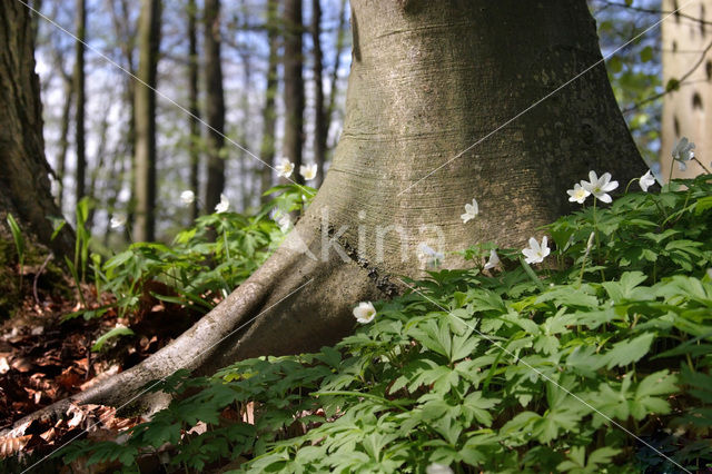 Bosanemoon (Anemone nemorosa)