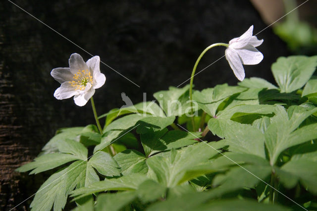 Bosanemoon (Anemone nemorosa)