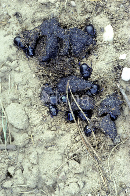 Dung beetle (Geotrupes stercorarius)