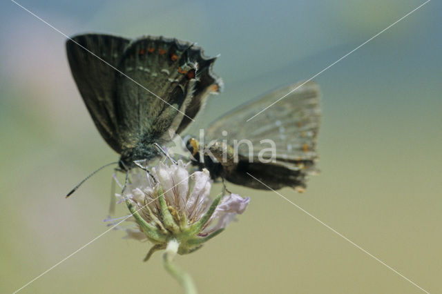 Bruine eikenpage (Satyrium ilicis)