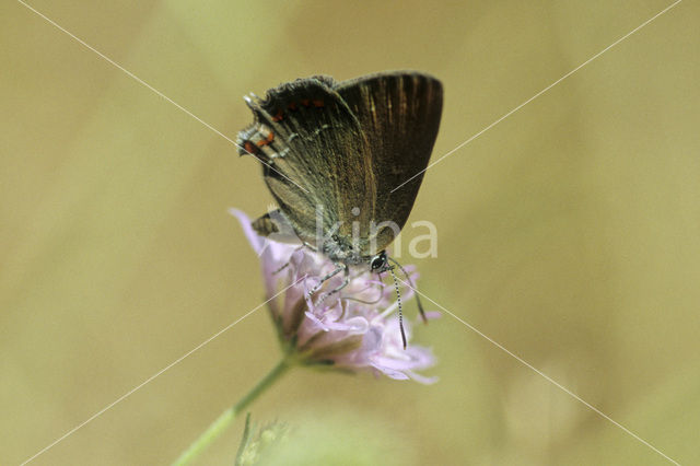 Bruine eikenpage (Satyrium ilicis)