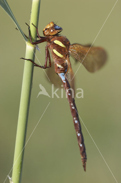 Bruine glazenmaker (Aeshna grandis)