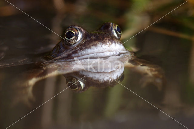 Bruine kikker (Rana temporaria)