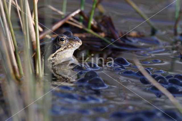 Bruine kikker (Rana temporaria)