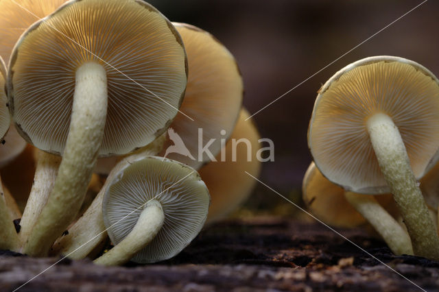 Bundelzwam spec. (Pholiota spec.)