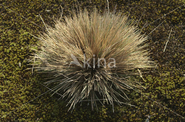 Grey Hair-grass (Corynephorus canescens)