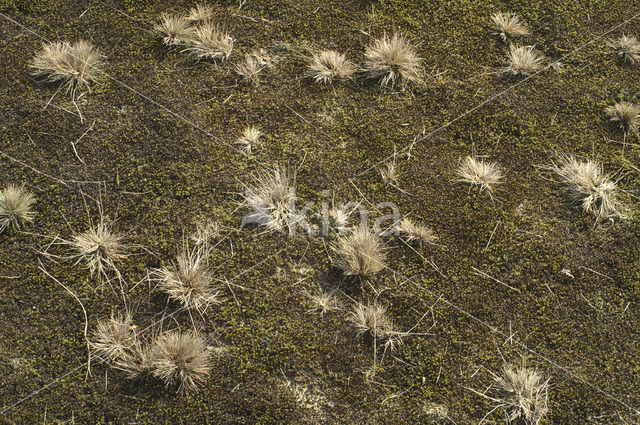 Grey Hair-grass (Corynephorus canescens)