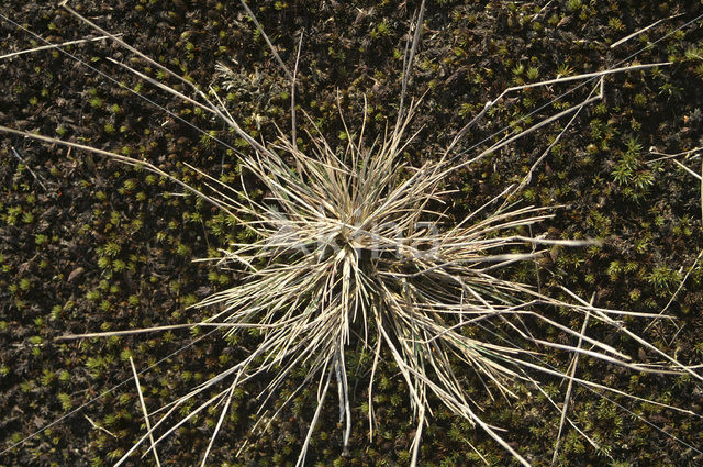 Grey Hair-grass (Corynephorus canescens)