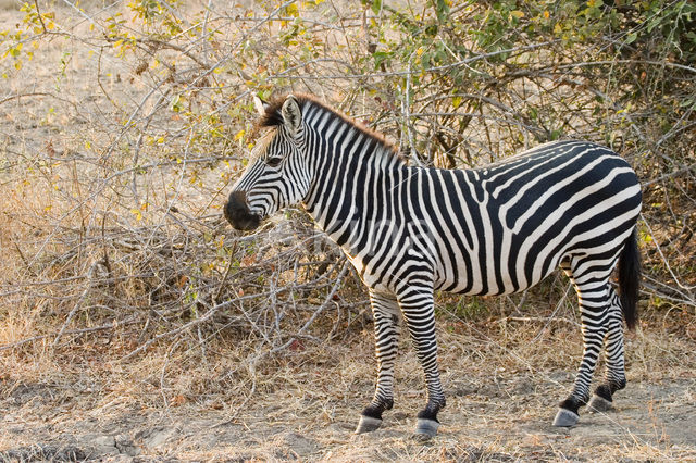 Burchell's zebra (Equus burchellii)