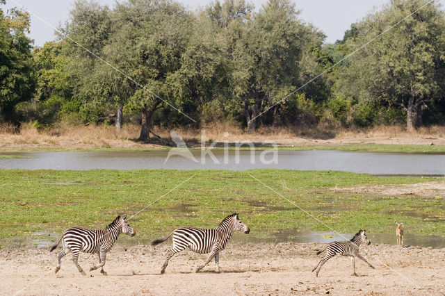 Burchell's zebra (Equus burchellii)