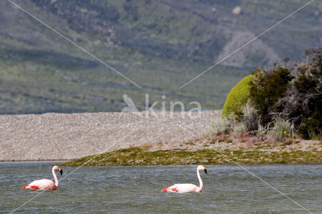 Chilian Flamingo (Phoenicopterus chilensis)