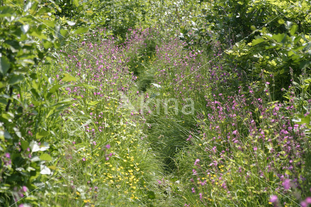 Dagkoekoeksbloem (Silene dioica)